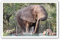 Madikwe Game Reserve