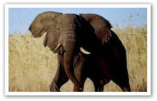 Tembe Elephant Park