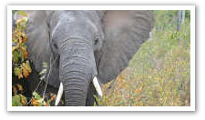 Timbavati Game Reserve