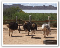 Oudtshoorn