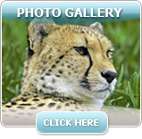 Photo Gallery