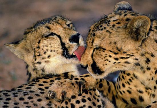 Kgalagadi Transfrontier Park