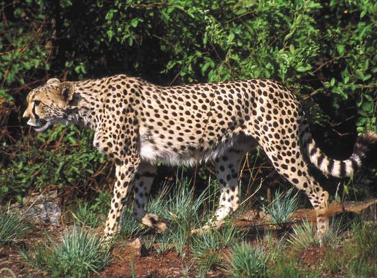 Wildlife of the Kruger Park