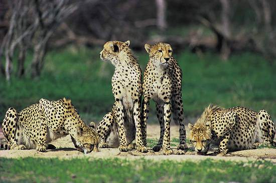 Wildlife of the Kruger Park