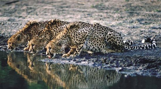 Wildlife of the Kruger Park