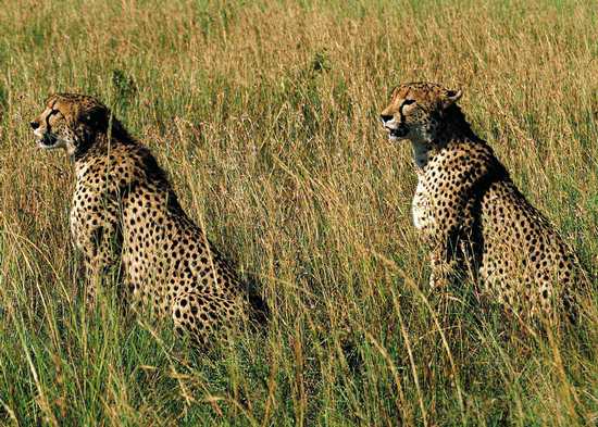 Wildlife of the Kruger Park