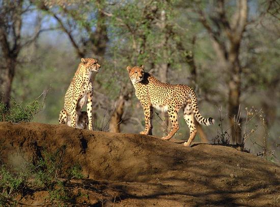 Wildlife of the Kruger Park