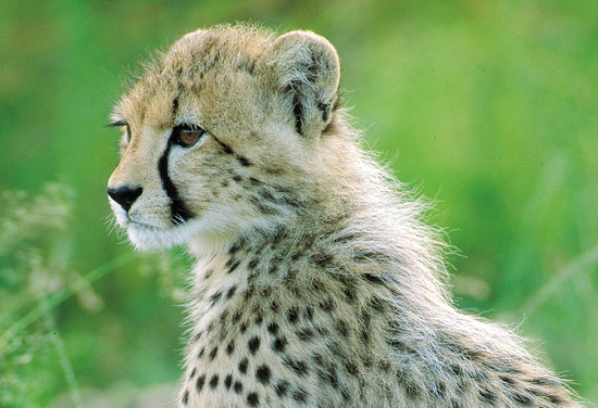 Phinda Game Reserve