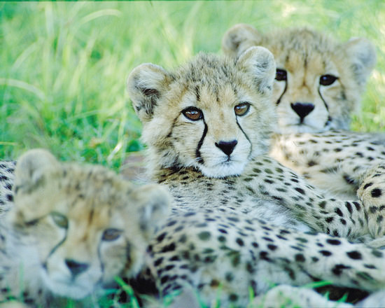 Phinda Game Reserve