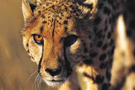 Kwa Maritane Lodge
