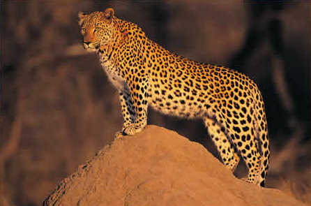 Kwa Maritane Lodge