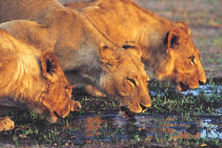 Kwa Maritane Lodge