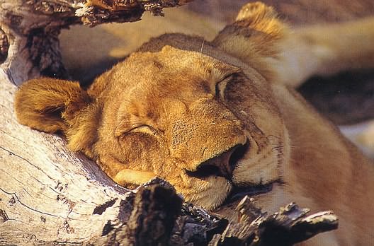 Phinda Game Reserve