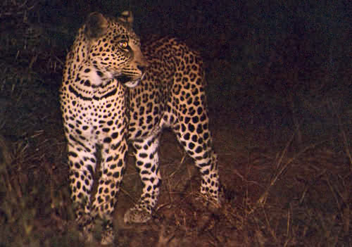 Makanyane Safari Lodge
