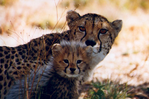 Makanyane Safari Lodge
