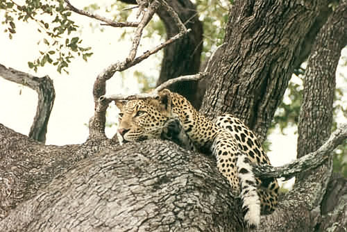 Makanyane Safari Lodge