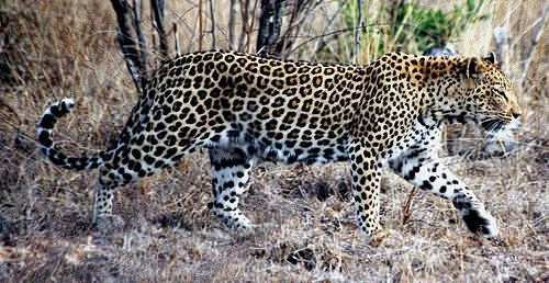 Makanyane Safari Lodge