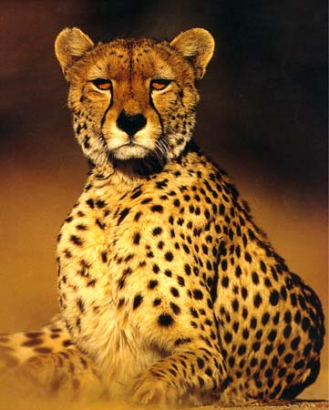 Exeter Game Lodges