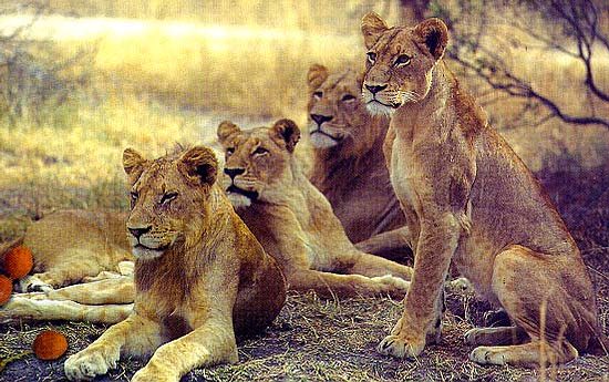 Gomo Gomo Game Lodge