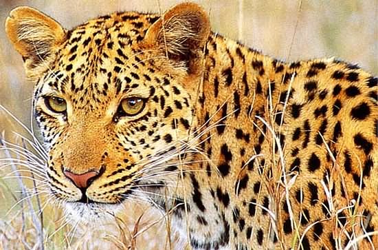 Mkuze Game Reserve