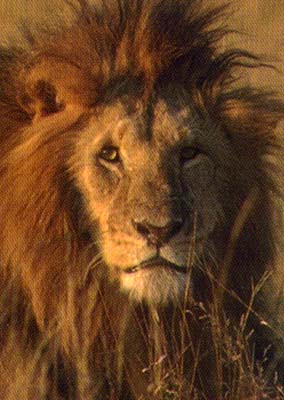 Ndzalama Wildlife Reserve