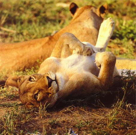 Ngala Private Game Reserve