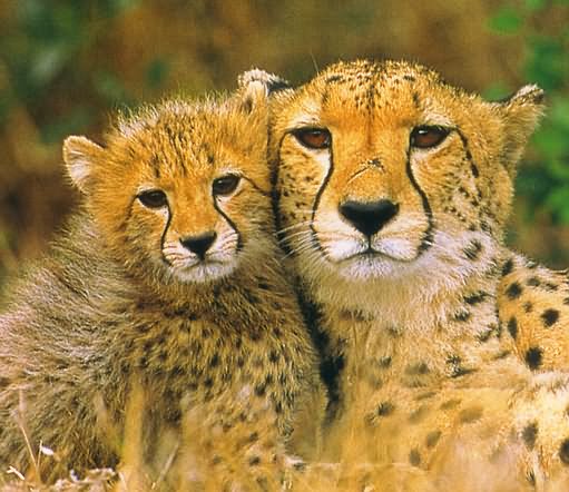 Phinda Game Reserve