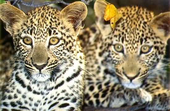 Sabi Sabi Game Reserve
