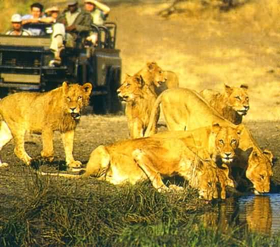 Sabi Sabi Game Reserve