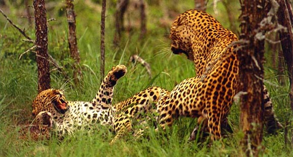 Ulusaba Rock Lodge