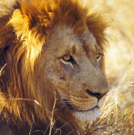Umlani Bushcamp