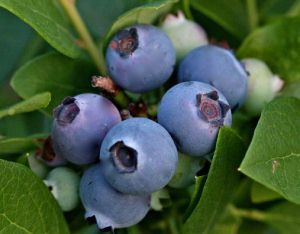 Picking Berries in Magoebaskloof