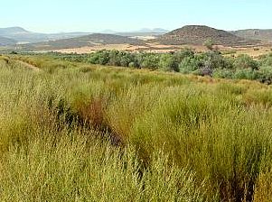 Rooibos: Typical South African