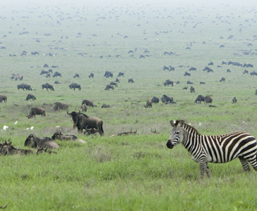 Tanzania’s Wildebeest Migration