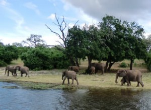 Elephants in Kaza