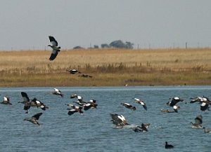 Egyptian Geese