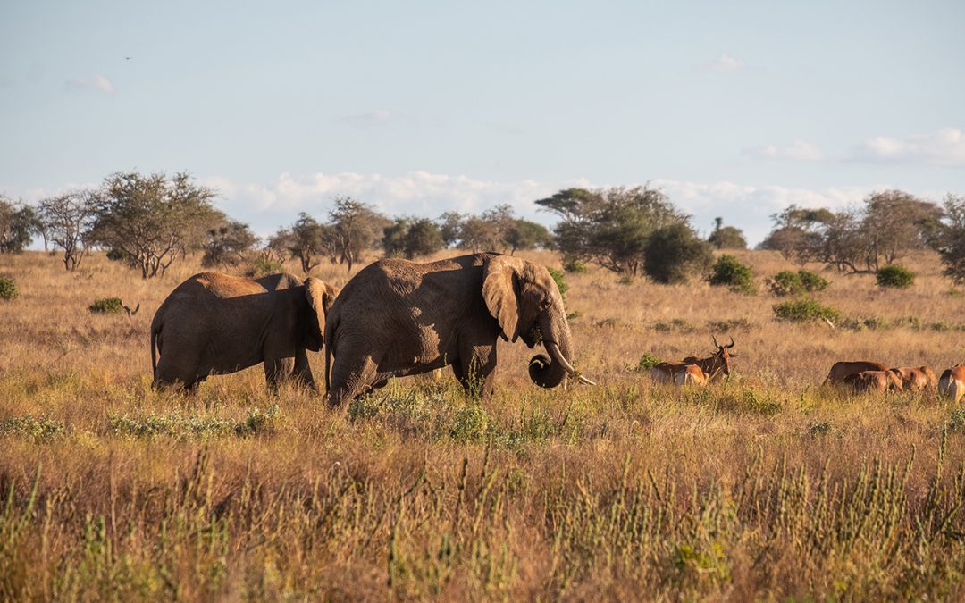 World’s largest transfrontier park a reality