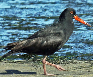 African Oystercatcher under threat