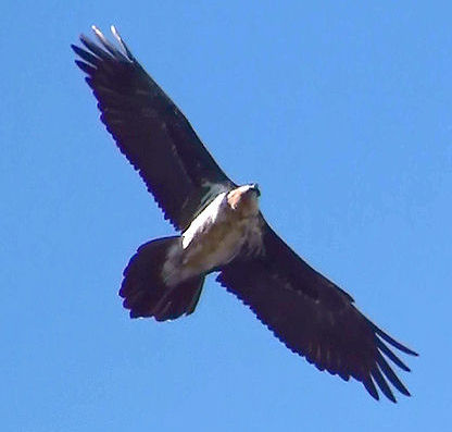 Bearded Vulture, Lammergeier or Bone Breaker