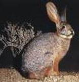 Riverine Rabbit – 13th most endangered mammal