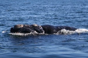 Southern-right-whale