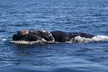 Whale season in the Western Cape