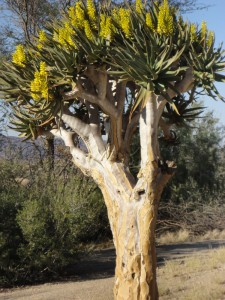 Quiver Tree