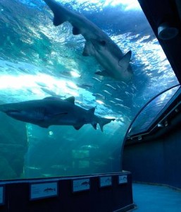 shark-diving