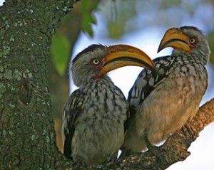 Yellow-billed Hornbills