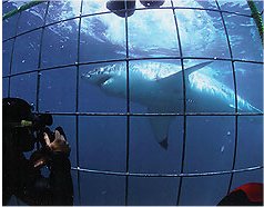 Shark Cage Diving in Gansbaai