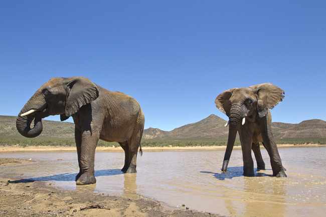 Elephants at Aquila Private Game Reserve