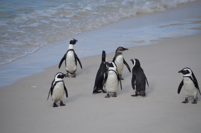 Penguins at Boulders Beach