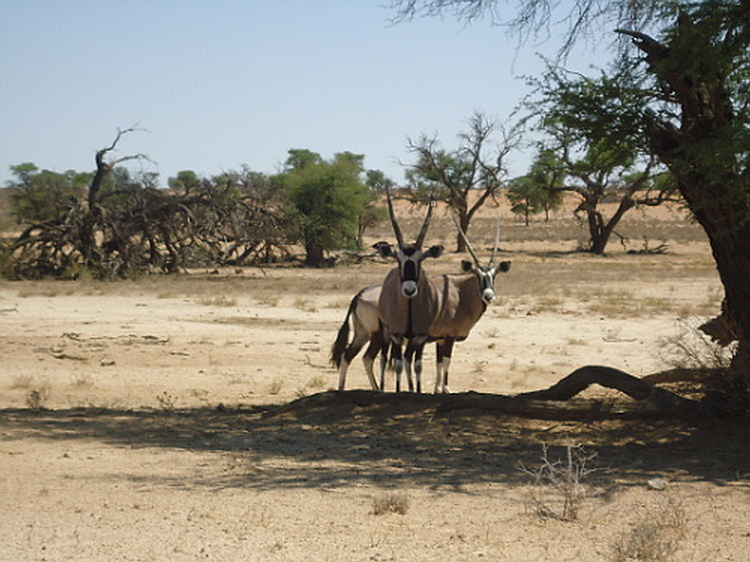 Gemsbok in dry riverbed in the Kgalagadi