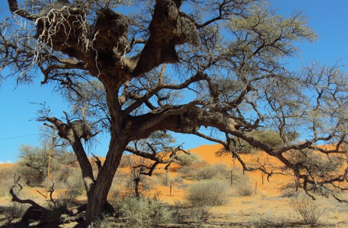 Why visit the Kgalagadi?